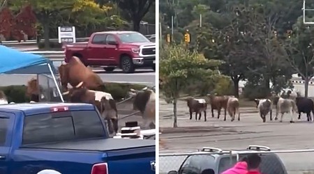 Bulls Escape Massachusetts Rodeo, Caught On Camera, 1 Still Missing