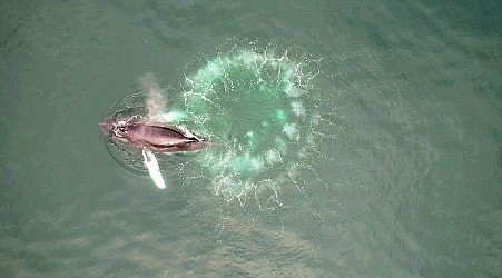 Humpback whales make custom fishing nets – out of bubbles