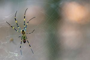 People across North Georgia report thousands of sightings of giant ‘flying’ spiders