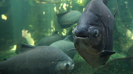 Angler reels in rare toothy fish from Maryland creek