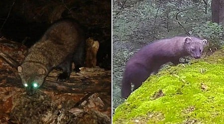 Fisher, mammal once eliminated in Pa., seen outside Pittsburgh