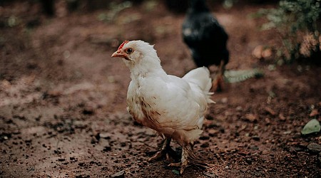 Minnesota Steps Up To Help Remedy Devastating Chicken Crisis