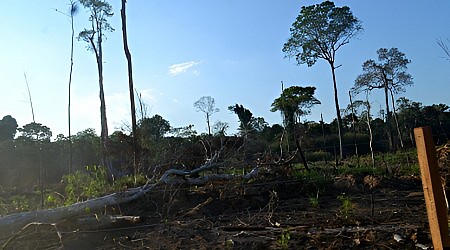 Brazil must reinforce protection of forests to meet climate change mitigation goals, study warns