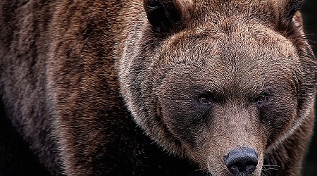 Idaho grizzly bear found dead after being shot. Fish and Game needs help finding poacher