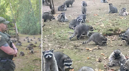 Video shows dozens of hungry raccoons surrounding Washington home