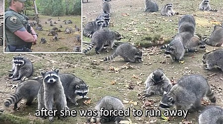 Washington woman calls cops after yard taken over by more than 100 raccoons