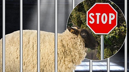 'Wanted' Sheep Finally Captured by Cops After Obeying Stop Signs