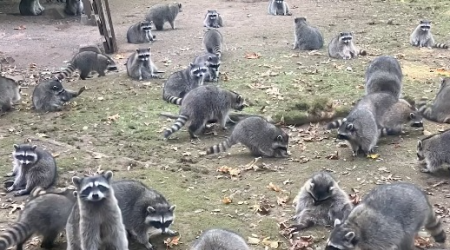 Woman's Habit of Feeding Raccoons Ends Badly