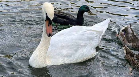 A New York village known for its majestic mute swans faces a difficult choice after one is killed