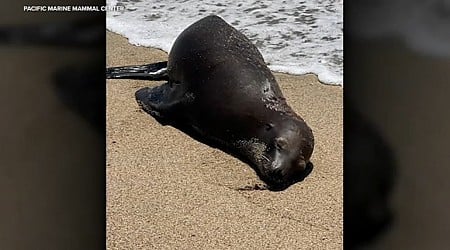 California sea lion fatally shot on Bolsa Chica State Beach in Orange County