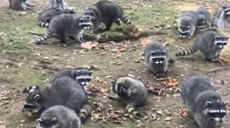 Washington state woman calls 911 after being hounded by up to 100 raccoons