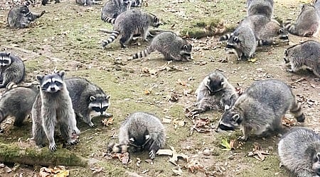 100 raccoons surround home in Poulsbo, Washington