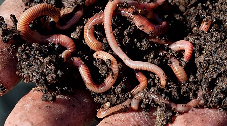 There could be 30,000 species of earthworms wriggling around the world