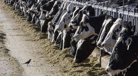 'Shocking': Bird-Flu Infected Cattle Dumped at California Roadside