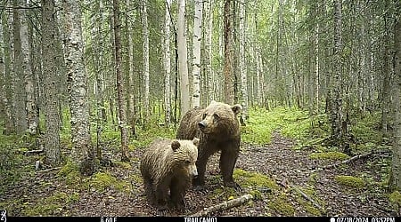 It's not just Fat Bear Week in Alaska. Trail cameras are also capturing wolves, moose