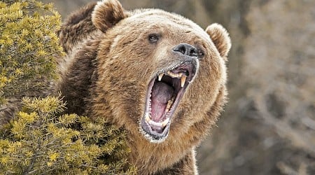 Hunter Attacked And Severely Bitten By Grizzly In Wyoming