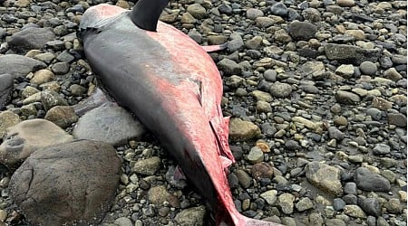 Dead great white shark washes up on shores of Haida Gwaii