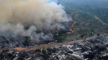 Amazon forest loses area the size of Germany and France, fueling fires