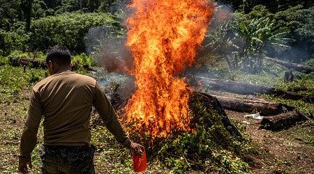 Central America could play troubling new role in cocaine trade: Study finds some countries agriculturally 'ideal'