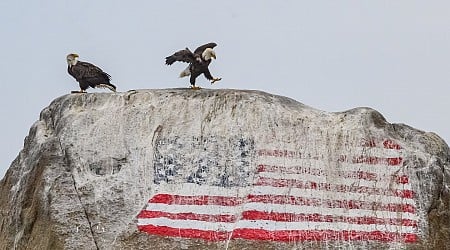 Photographer captures 2 bald eagles perched on Flag Rock in Plymouth