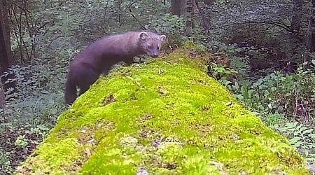 Trail Camera Captures Images of Rarely-Seen ‘Fisher’