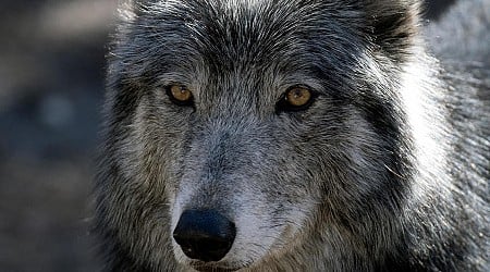 Wyoming may tweak law allowing killing of wolves with vehicles