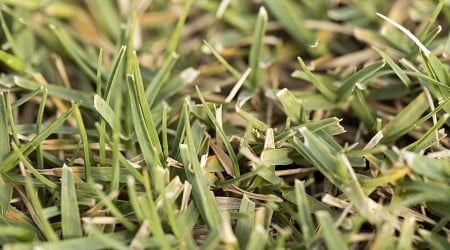 Multi-state study offers recommendations for keeping bermudagrass greener all season