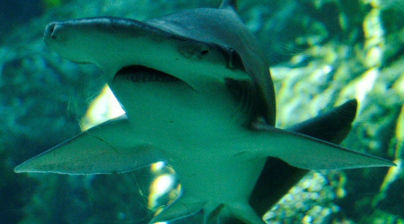 New Shark Species Found but Marks a 'Tragic' Discovery