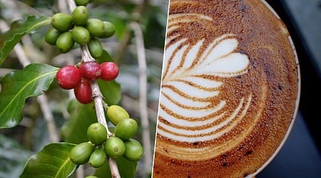 Tras conquistar el aguacate, Andalucía quiere empezar a producir un cultivo hasta ahora impensable en Europa: el café