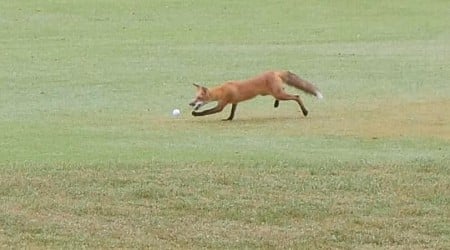 Who's stealing golf balls from this Missouri golf course? This bandit, who even the police are laughing about