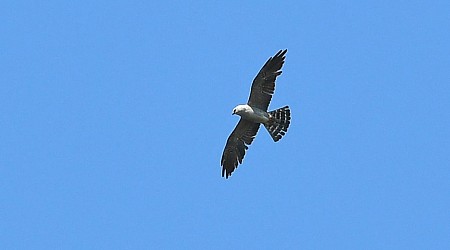 Bird of prey spotted on Vancouver Island a rare sight in Canada, 1st for B.C.