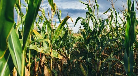 The legacy of corn nitrogen fertilizer: Study shows lengthy impact in tile drained systems