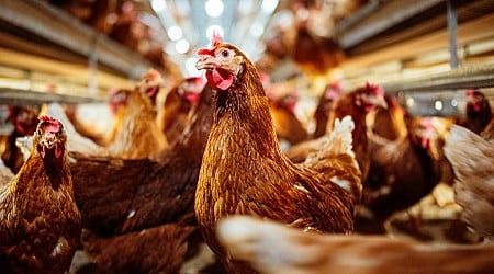 Why virologists are getting increasingly nervous about bird flu