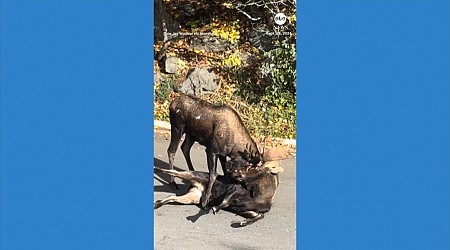 WATCH: Bull moose go antler-to-antler in Alaska neighborhood