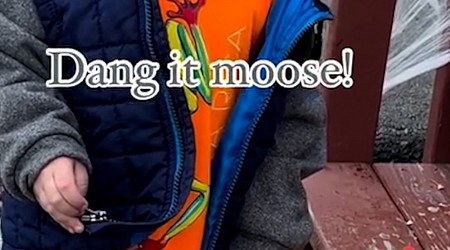 WATCH: ‘Dang it, moose': Young boy in Alaska is adorably angry after moose eats his pumpkin