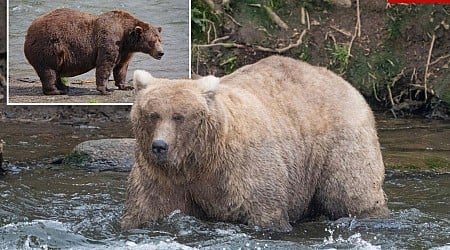 Grazer beats the behemoth that killed her cub to win Alaska’s Fat Bear Contest