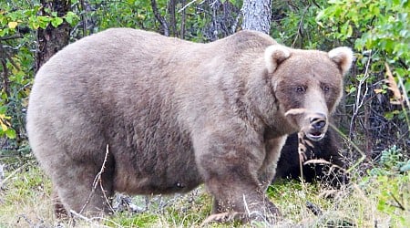 Alaska’s Fat Bear winner: Grazer beats the behemoth who killed her cub to win this year's title