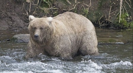 Grazer beats the behemoth that killed her cub to win Alaska's Fat Bear Contest