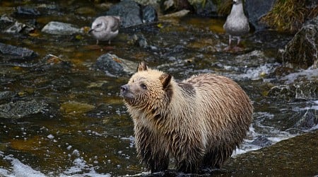 Technicians counting salmon expect to see grizzlies