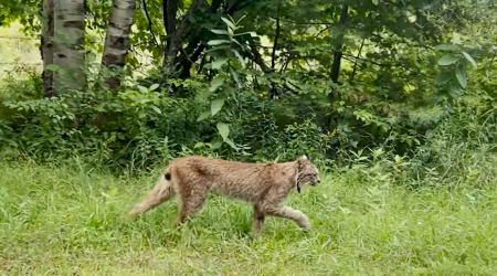 After first confirmed sighting in 6 years, this rare cat is roaming Vermont