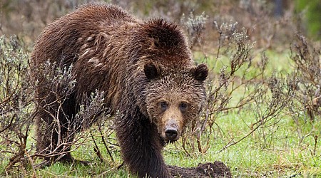 Mama grizzly bear chases hunter up a tree in Montana