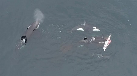 Drone Footage Shows Orcas Hunting and Eating Dusky Dolphins for First Time