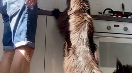 Super-sized House Cat Can Eat Right Off the Counter