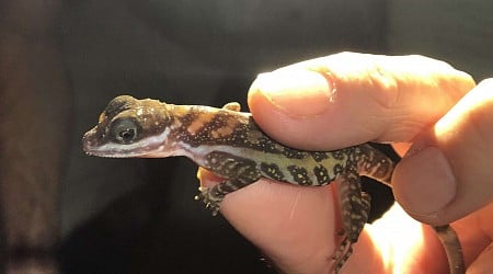 Pour échapper à ses prédateurs, ce petit lézard pratique la plongée subaquatique !