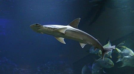 Requins-marteaux : découverte inattendue d’une nouvelle espèce à la tête en forme de pelle !