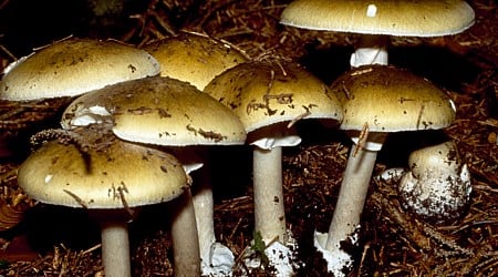 11 hospitalized in Pennsylvania after eating wild mushrooms