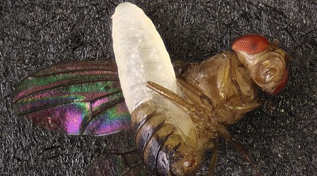 Parasitic 'horror' wasp that bursts from a fly's abdomen like an 'Alien' xenomorph discovered in Mississippi backyard