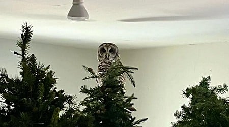 Owl perches on Christmas tree inside historic Georgia mansion