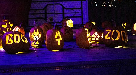 Halloween festivities return to Cheyenne Mountain Zoo this weekend for "Boo at the Zoo"