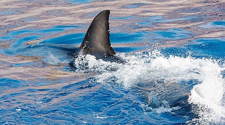 Massive great white shark found washed ashore on Massachusetts beach